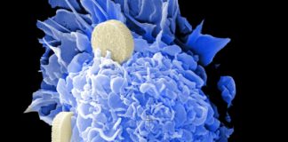 NCVTC to develop of host-directed antivirals for Coronavirus Antiviral