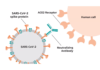Siemens & CDC to define threshold for neutralizing antibody sufficient to confer immunity Siemens