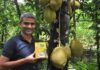 Jackfruit365’s patented green jackfruit flour helps control diabetes Jackfruit365