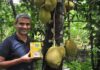 India’s homegrown green jackfruit flour for diabetes gets recognition from American Diabetes Association Jackfruit