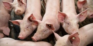 Lanxess completes acquisition of French Theseo group Laxness