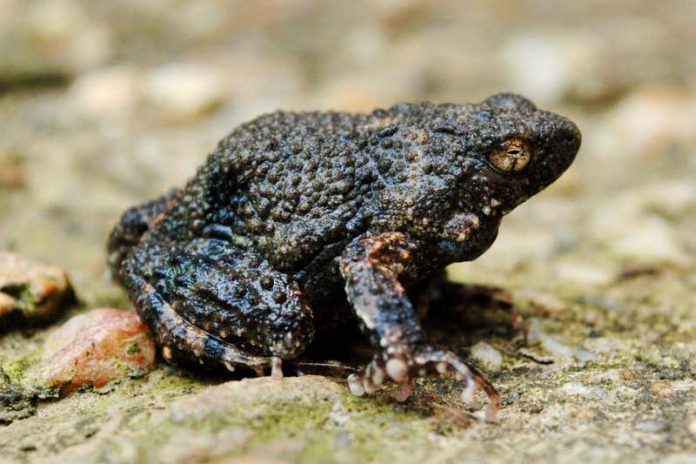 A túngara frog, Photo Paul Hoskisson