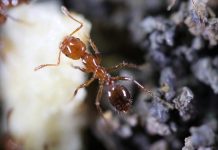 Prevention strategies for invasive species could save trillions Invasive species