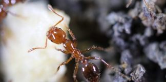 Prevention strategies for invasive species could save trillions Invasive species