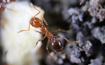 Prevention strategies for invasive species could save trillions Invasive species