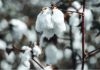 Telangana boosts cotton cultivation Cotton plants