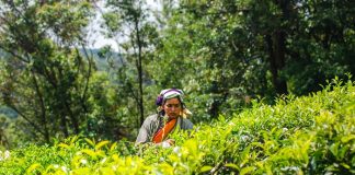 IIT Guwahati researchers develop technology to tea factory waste to pharma products IIT