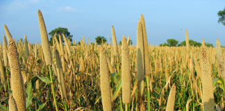 Harnessing the power of millets to fight diabetes Diabetes