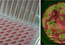 Toppan Holdings research on cell culture technology Toppan