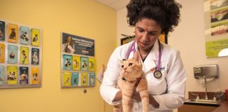 MaxPetZ performs high-pressure balloon valvuloplasty MaxPetZ