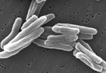 Bharat Biotech begins clinical trials of TB vaccine Bharat