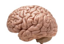 Study reveals role of vision in sculpting brain development organ