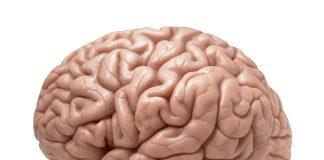 Study reveals role of vision in sculpting brain development organ