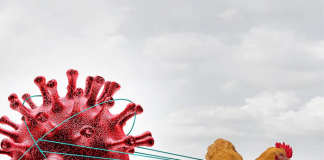 New Healthcare Ready report monitors Avian Influenza (H5N1) including supply chain Influenza