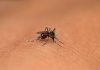 Phase 3 clinical trial of India’s 1st indigenous dengue vaccine trial