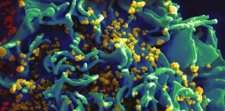 WHO move to understand origins of new or re-emerging pathogens The WHO Global framework has been designed as a resource for scientists, researchers, public health authorities, and investigators in Member States.