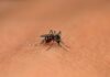 Dengue on the rise in India: A wake-up call Dengue
