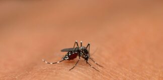 Dengue on the rise in India: A wake-up call Dengue