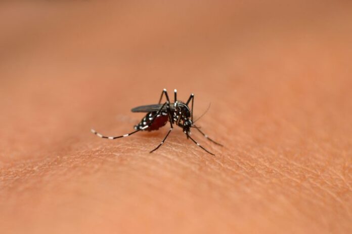 Dengue