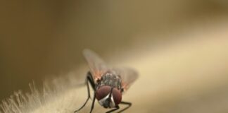 India’s malaria-free dream faces ground realities Malaria