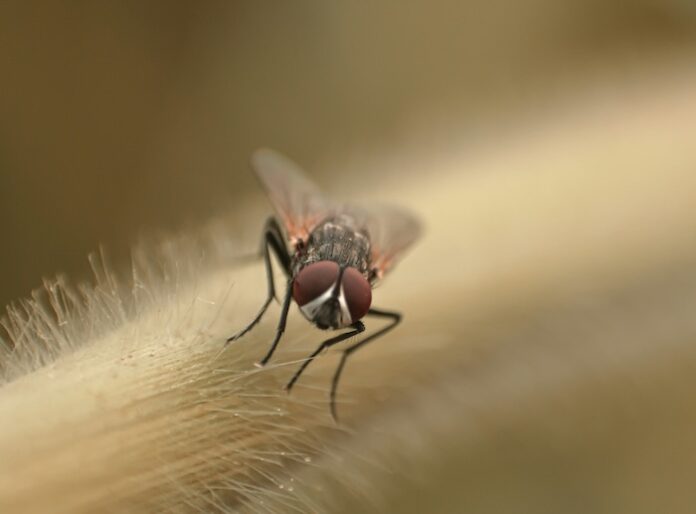 Malaria