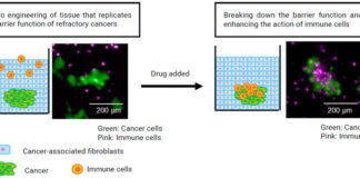 New research paper on next-generation cancer treatments Toppan