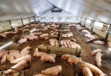 Hidden costs of piggery operations in India Piggery
