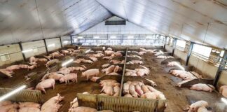 Hidden costs of piggery operations in India Piggery