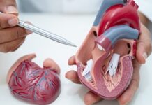 A gentler way to treat a leaking heart valve heart