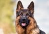Millions of ‘pandemic pets’ reach midlife pandemic