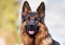 Millions of ‘pandemic pets’ reach midlife pandemic