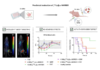 New JNM publication strengthens scientific foundation for AKIR001 AKIR001